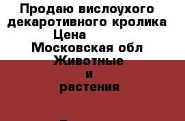 Продаю вислоухого, декаротивного кролика  › Цена ­ 3 500 - Московская обл. Животные и растения » Грызуны и Рептилии   